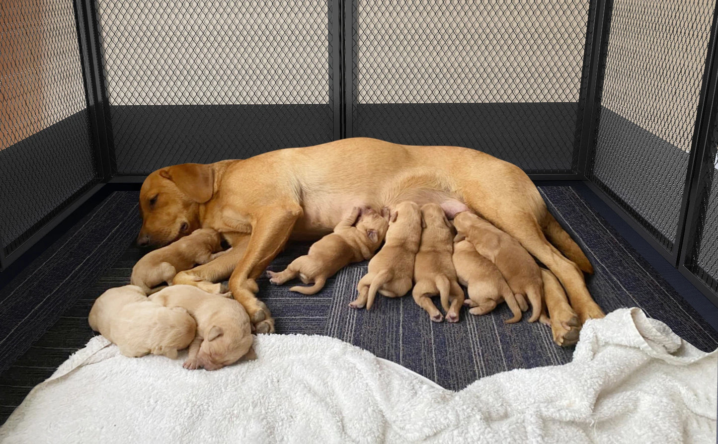 8 Panels DIY Heavy Duty Dog Playpen